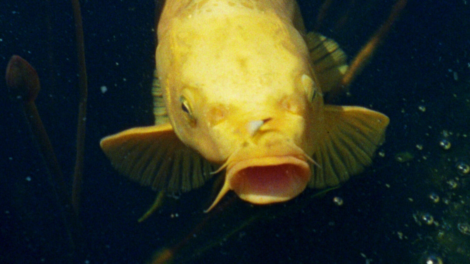 Dogfish