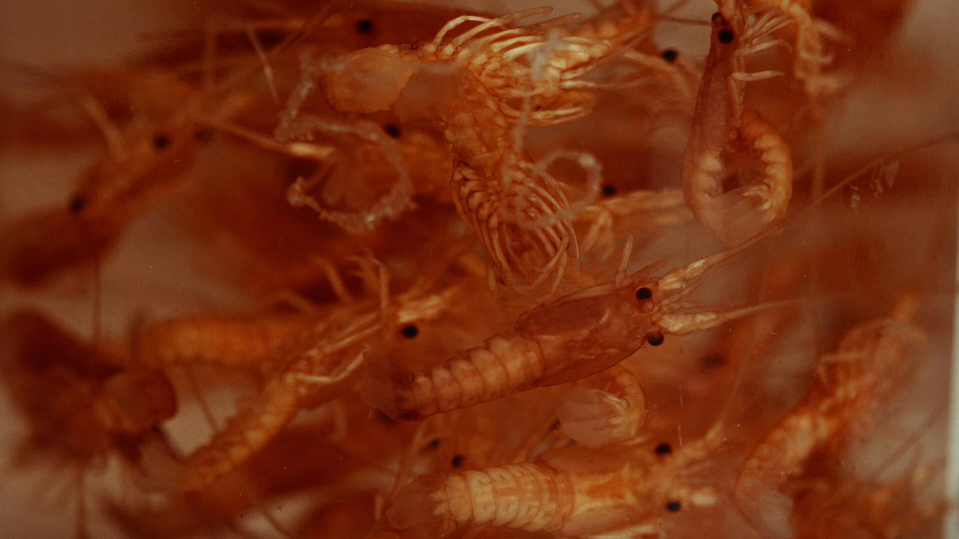 Lobsteropolis
